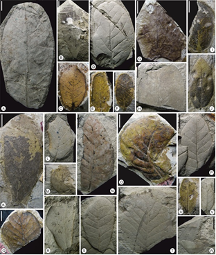 Fossil leaves excavated